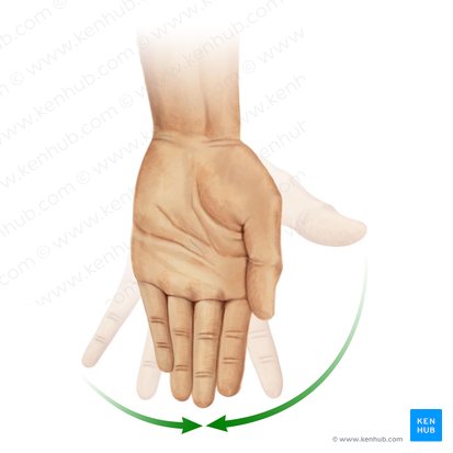 Adductio digitorum manus (Adduktion der Finger); Bild: Paul Kim