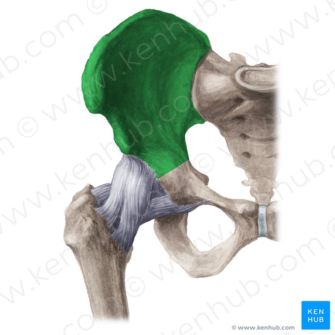 Ílio (Os ilium); Imagem: Liene Znotina
