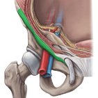 Inguinal ligament