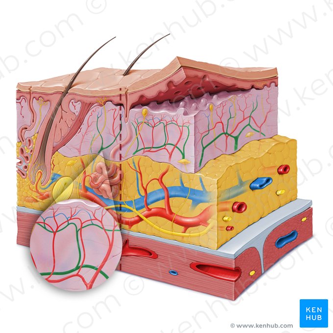 Dermal venous plexus (Plexus venosus dermalis); Image: Paul Kim