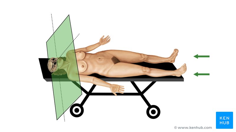 Orientação das secções transversais do corpo humano