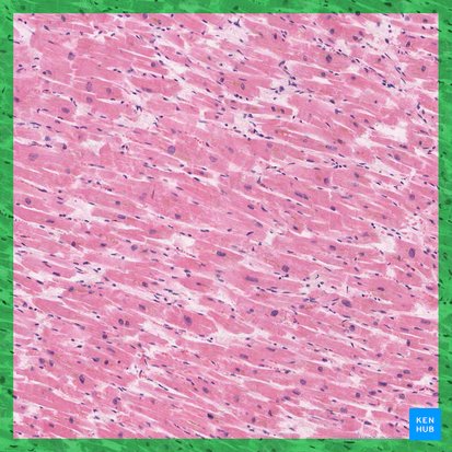 Cardiac muscle (Textus muscularis cardiacus); Image: 