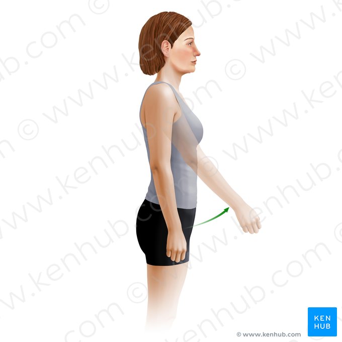Flexión del hombro (Flexio brachii); Imagen: Paul Kim