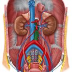 Vasos sanguíneos do abdome e da pelve