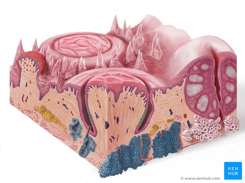 Taste buds - medial view