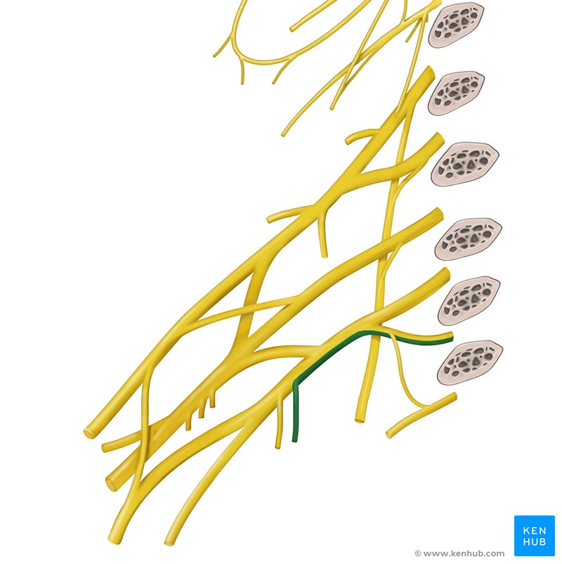 Nervus cutaneus brachii medialis Anatomie & Klinik Kenhub