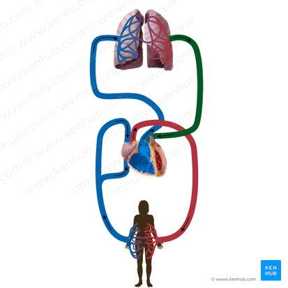 Pulmonary veins (Venae pulmonales); Image: Begoña Rodriguez