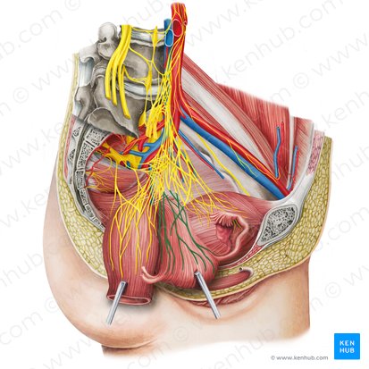 Uterovaginal plexus (Plexus uterovaginalis); Image: Irina Münstermann