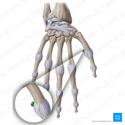 Os sesamoideum ulnare articulationis metacarpophalangeae pollicis (Ellenseitiges Sesambein des Daumens); Bild: Paul Kim