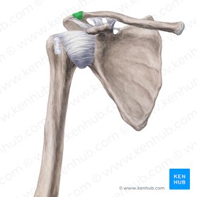 Acromioclavicular joint (Articulatio acromioclavicularis); Image: Yousun Koh