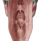 Muscles and walls of the pharynx