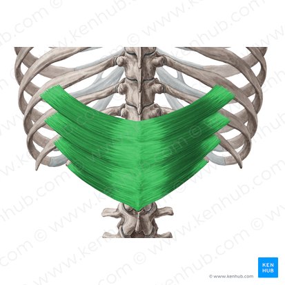 Músculo serrato posterior inferior (Musculus serratus posterior inferior); Imagen: Yousun Koh