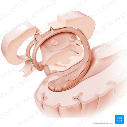 Anterior commissure (Commissura anterior); Image: Paul Kim