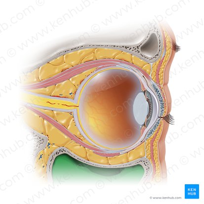 Seio maxilar (Sinus maxillaris); Imagem: Paul Kim