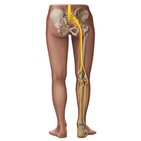 Sciatic nerve and its branches