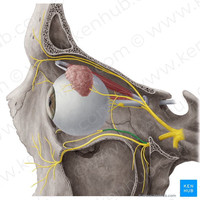 Zygomatic nerve (Nervus zygomaticus); Image: Yousun Koh