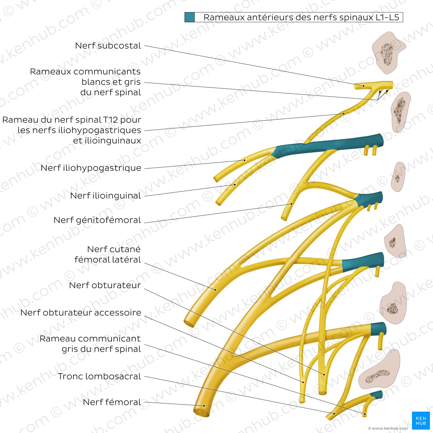 Anatomy of the lumbar plexus