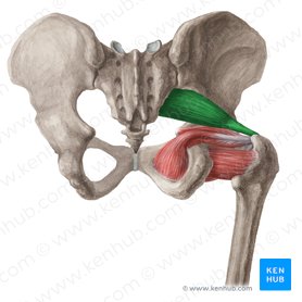 Piriformis muscle (Musculus piriformis); Image: Liene Znotina