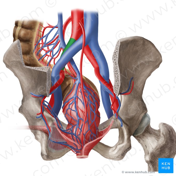 Left common iliac artery (Arteria iliaca communis sinistra); Image: Begoña Rodriguez