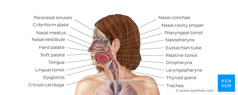 Overview of the upper respiratory tract - ventral view