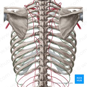 Arteria intercostalis posterior (Hintere Zwischenrippenarterie); Bild: Yousun Koh