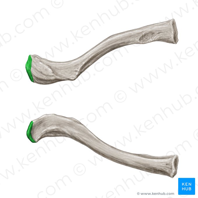 Facies articularis acromialis claviculae (Akromiale Gelenkfläche des Schlüsselbeins); Bild: Samantha Zimmerman