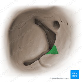 Proceso orbitario del hueso palatino (Processus orbitalis ossis palatini); Imagen: Paul Kim