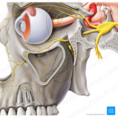 Nervo alveolar superior posterior (Nervus alveolaris superior posterior); Imagem: Paul Kim