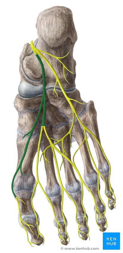Medial plantar nerve - caudal view