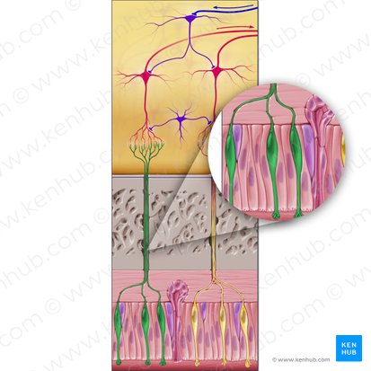 Epitheliocytus neurosensorius olfactorius (Olfaktorisches sensorisches Neuron); Bild: Paul Kim