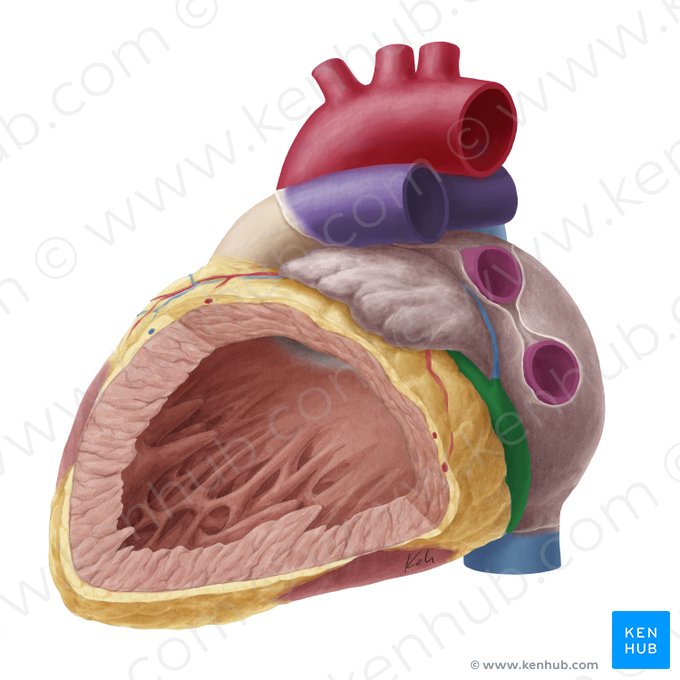 Sinus coronarius (Koronarvenensinus); Bild: Yousun Koh