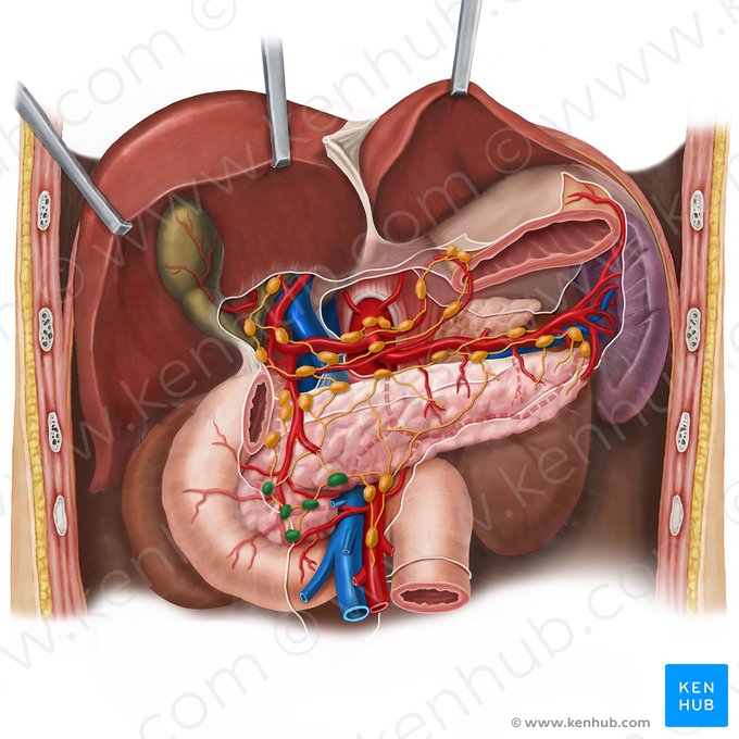 Ganglios linfáticos pancreatoduodenales inferiores (Nodi lymphoidei pancreaticoduodenales inferiores); Imagen: Esther Gollan