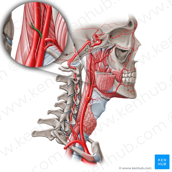 Artéria occipital (Arteria occipitalis); Imagem: Paul Kim