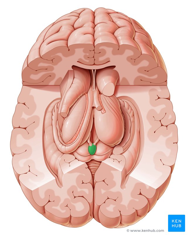 Pineal gland: Cranial view