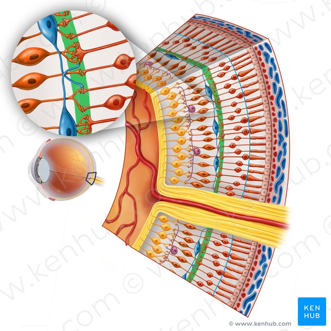 Camada plexiforme externa (Stratum plexiforme externum retinae); Imagem: Irina Münstermann