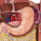 Right gastric artery