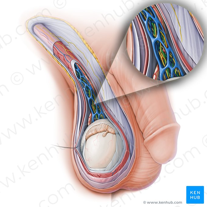 Artéria testicular (Arteria testicularis); Imagem: Paul Kim