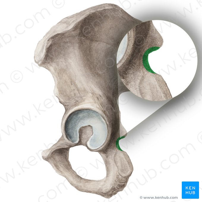 Petite incisure ischiatique de l'os coxal (Incisura ischiadica minor ossis coxae); Image : Liene Znotina