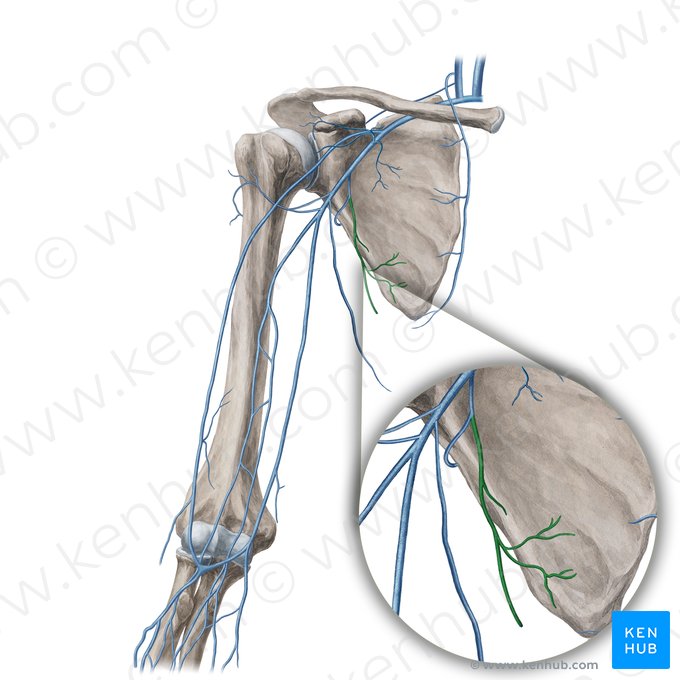 Veia toracodorsal (Vena thoracodorsalis); Imagem: Yousun Koh