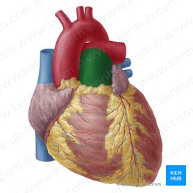 Tronco pulmonar (Truncus pulmonalis); Imagen: Yousun Koh