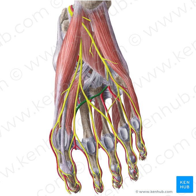 Arco plantar profundo (Arcus plantaris); Imagem: Liene Znotina