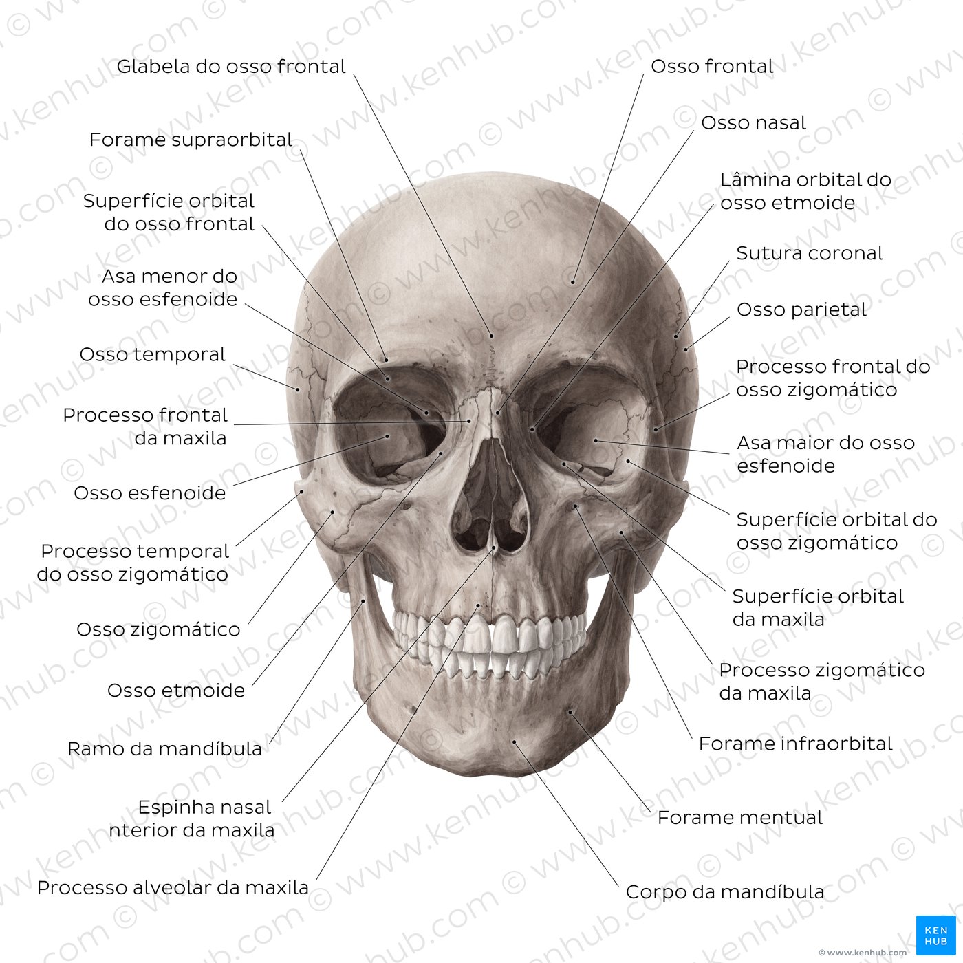 Estruturas do crânio nomeadas - vista anterior