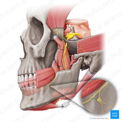 Ramo anterior del nervio lingual para el ganglio submandibular (Ramus anterior ganglionicus submandibularis nervi lingualis); Imagen: Paul Kim