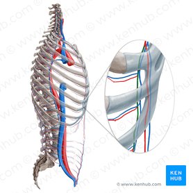 Abdominal wall: Layers, muscles and fascia | Kenhub