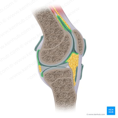 Synovial membrane of knee joint (Membrana synovialis genus); Image: Paul Kim