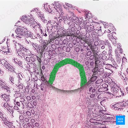 Lamina muscularis mucosae (Tunica muscularis mucosae); Bild: 