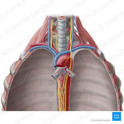 Left recurrent laryngeal nerve (Nervus laryngeus recurrens sinister); Image: Yousun Koh