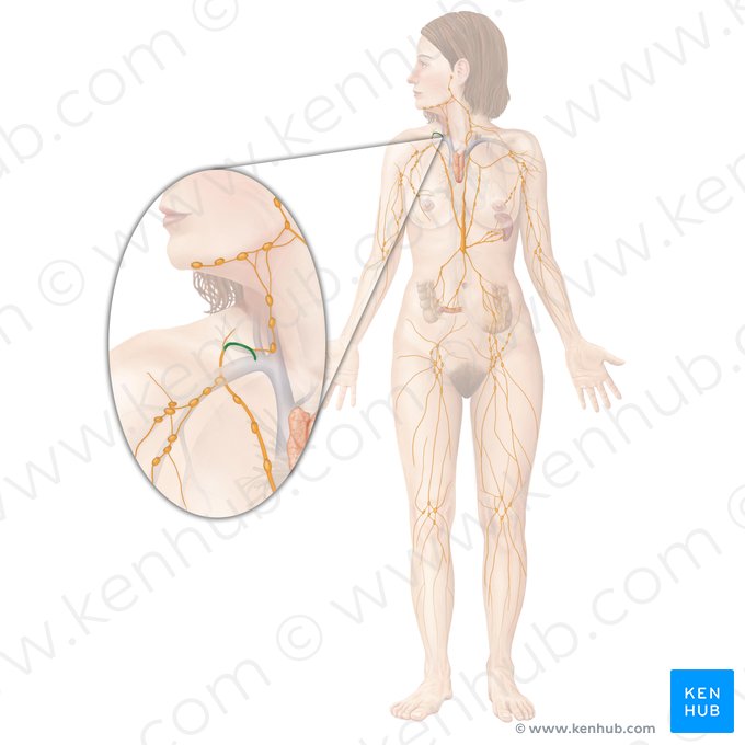 Ducto linfático direito (Ductus lymphaticus dexter); Imagem: Begoña Rodriguez