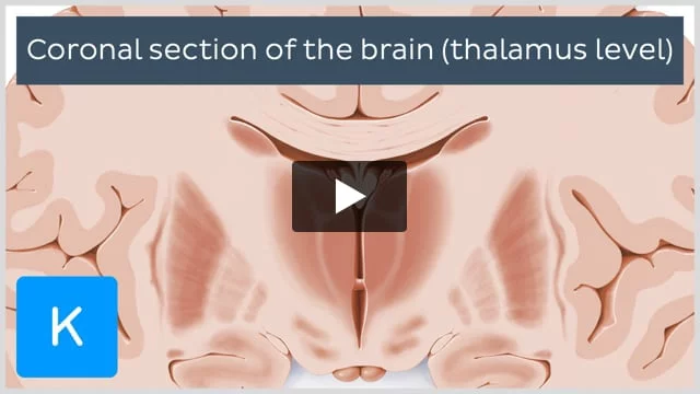 The anterior cervical approach to the spine (cross-sectional view)