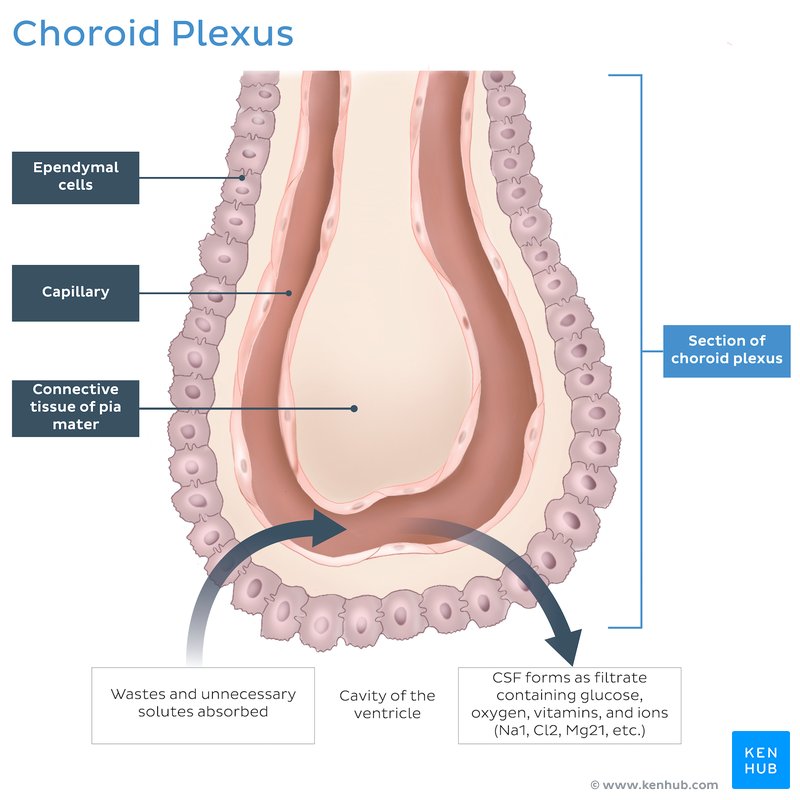 Choroid plexus